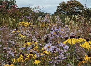 Image may contain Plant Flower Blossom Daisy and Daisies