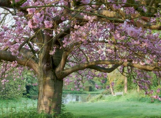 Image may contain Plant Flower Blossom Tree Outdoors and Grass