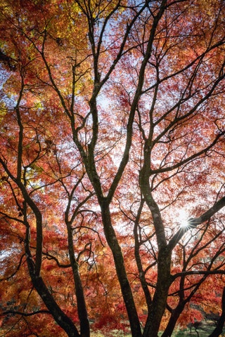 The National Arboretum Gloucestershire  With 2500 tree species from all over the world The National Arboretum at...