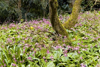 Image may contain Plant Flower Blossom and Geranium