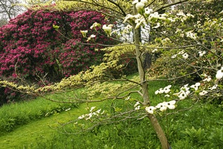 Image may contain Plant Tree Outdoors Garden Tree Trunk Arbour Animal Bird Flower and Blossom