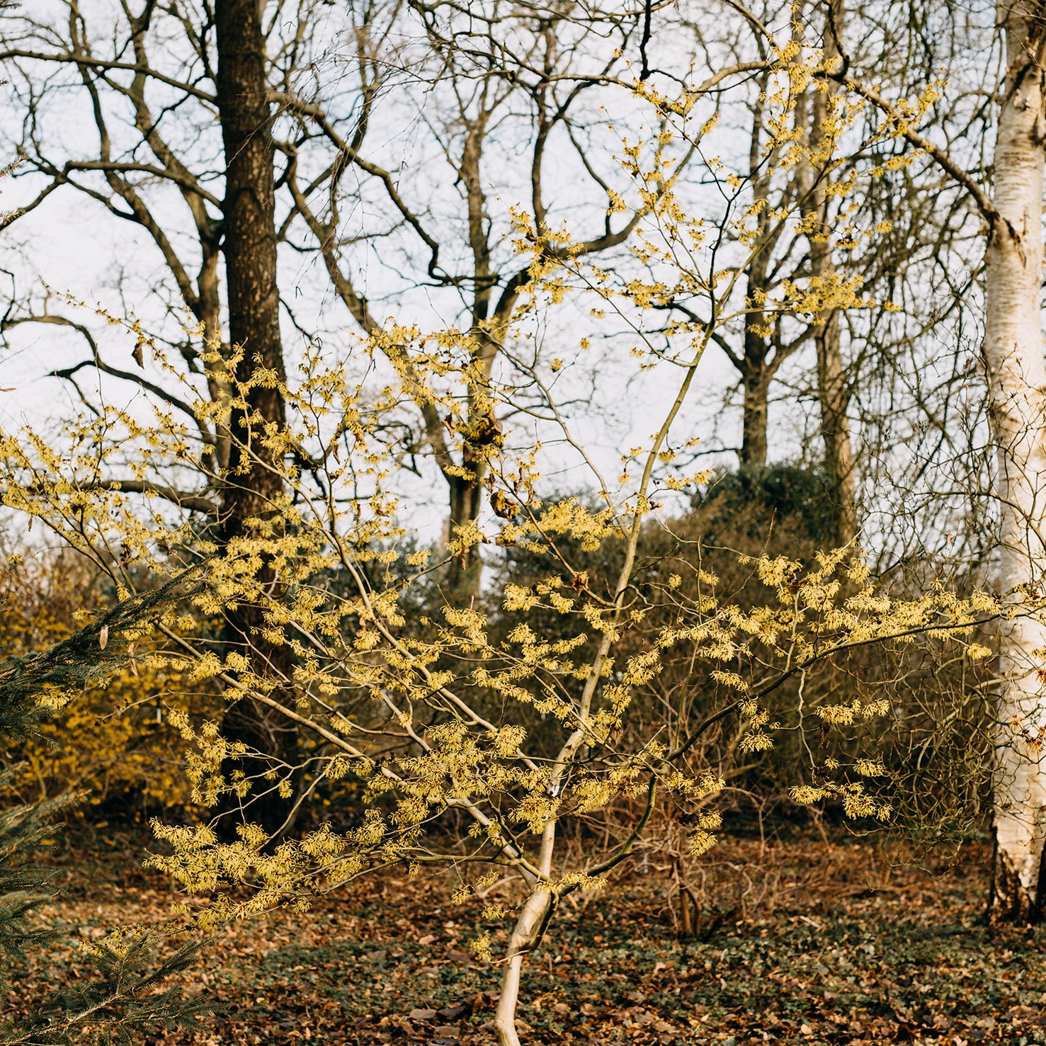 The best trees and shrubs to grow for decorative winter stems