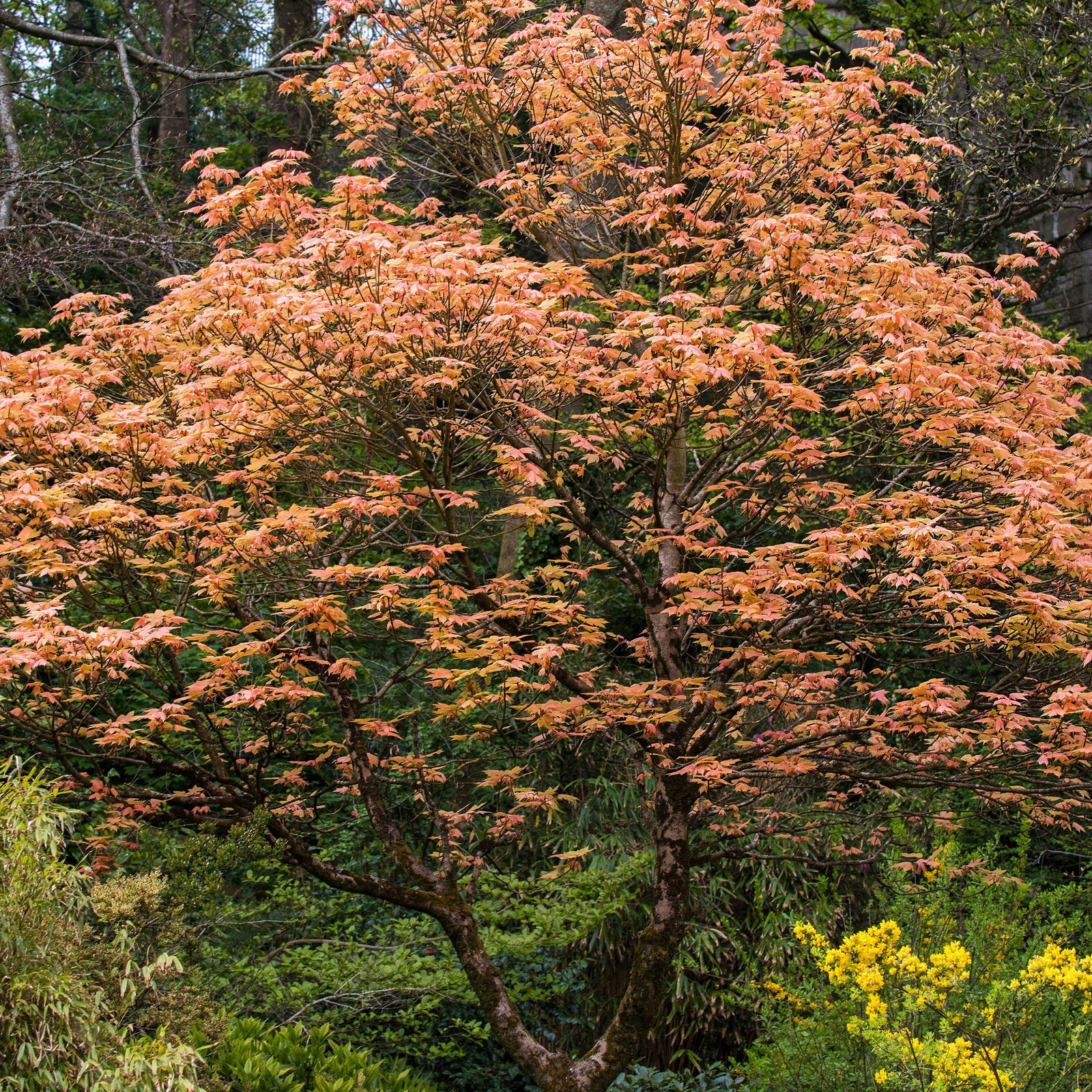 All about maple trees and how to grow them