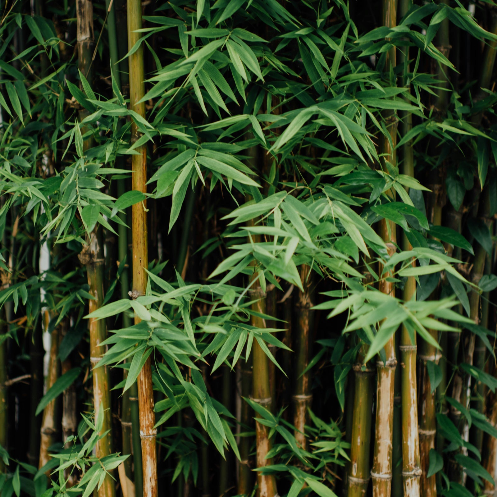 The best varieties of bamboo for every garden