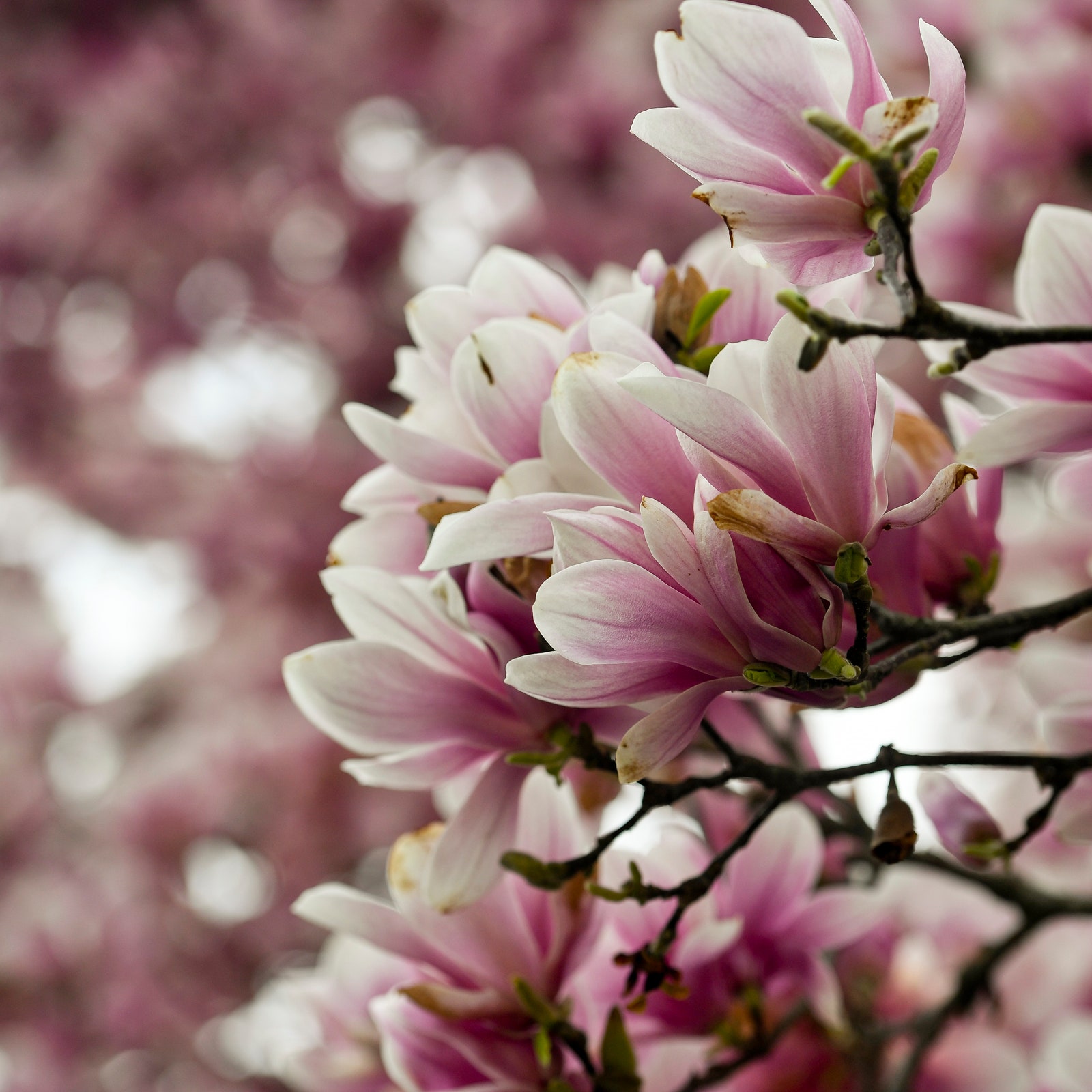 An in-depth guide to magnolias and how to plant them for beautiful blooms