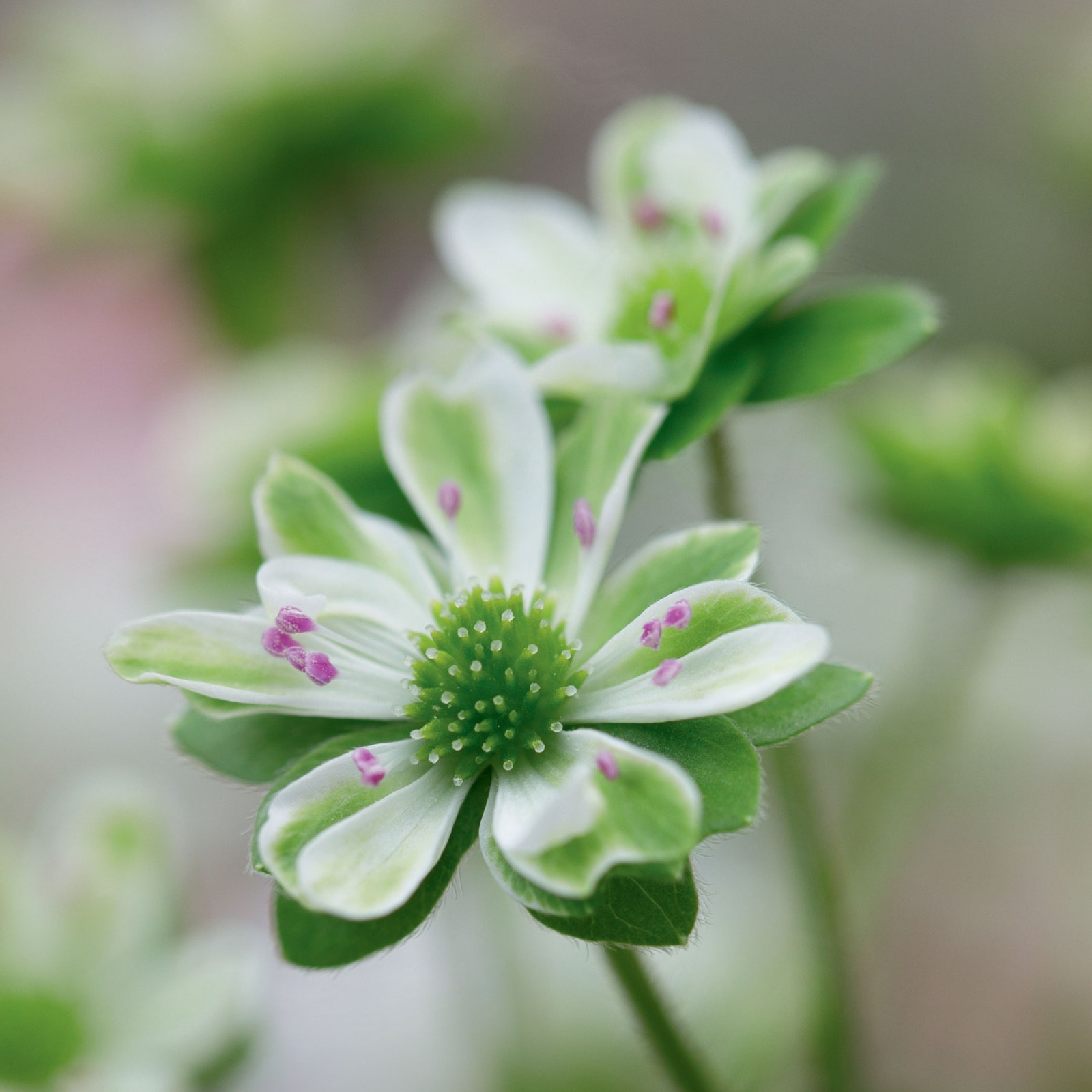 This flower is one of the best-kept secrets of early spring