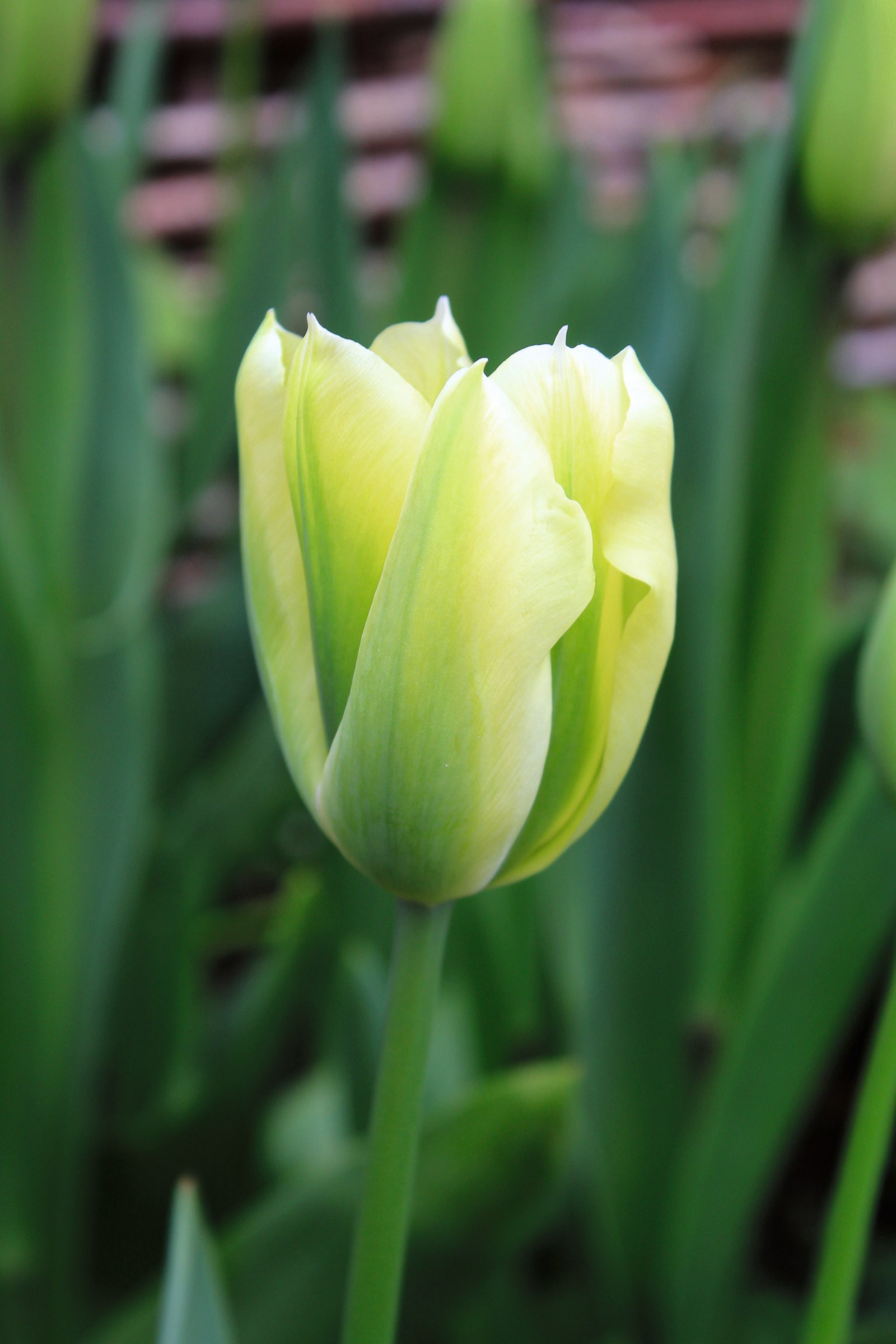 Image may contain Flower Plant and Tulip