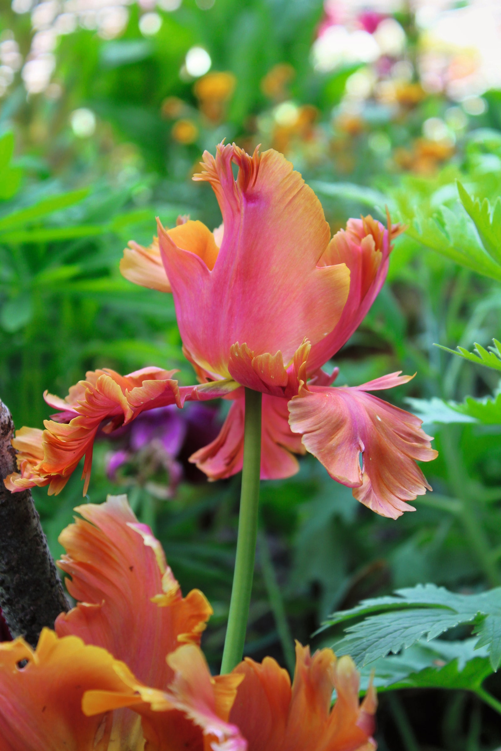 Image may contain Flower Petal Plant Geranium Anther Iris and Leaf